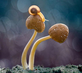 无广告弹窗的手机号炸弹防护业务